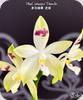 Phal. tetraspis Doodle